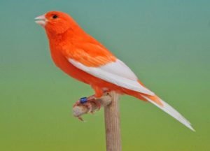 Kegunaan serta Langkah Pemberian Jangkrik untuk Burung Kenari